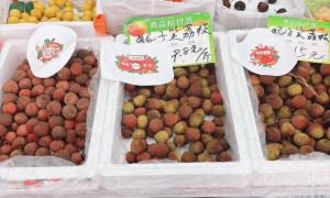 66给荔节火热开展，广东荔枝传递全国祝福